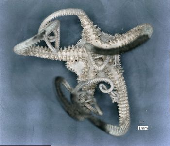 Media type: image; Invertebrate Zoology OPH-2795